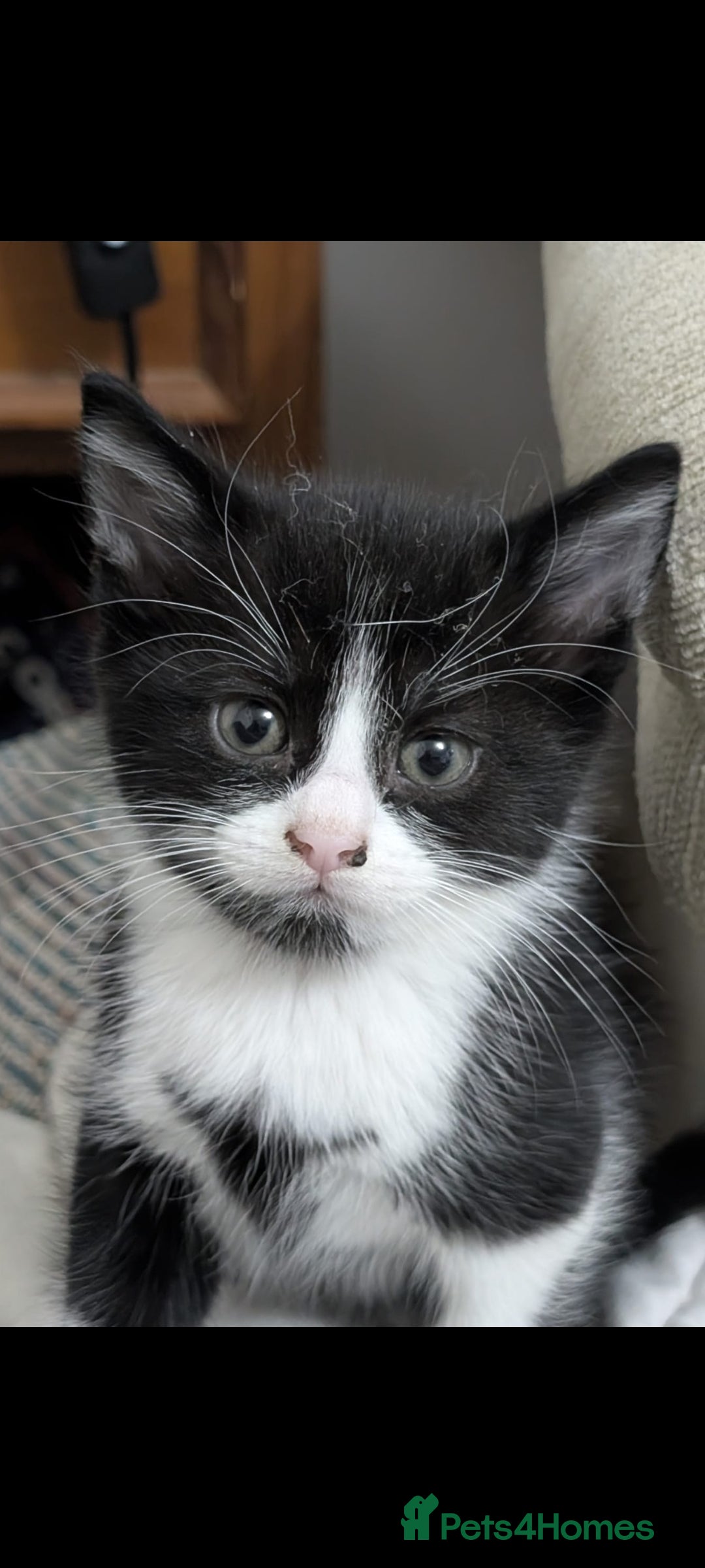 Mixed Breed cats for sale: Beautiful 8 week kittens for sale - Advert 4