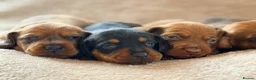 Miniature Dachshund dogs for sale: 🌈 🐾Beautiful Dachshund Rainbow Litter🐾🌈 - Advert 23
