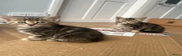 Mixed Breed cats for sale: Bengal/Russian blue kittens  - Advert 4