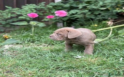 Mixed Breed dogs for sale: Beautiful lilac cane Corso x bulldog pups  - Image 34