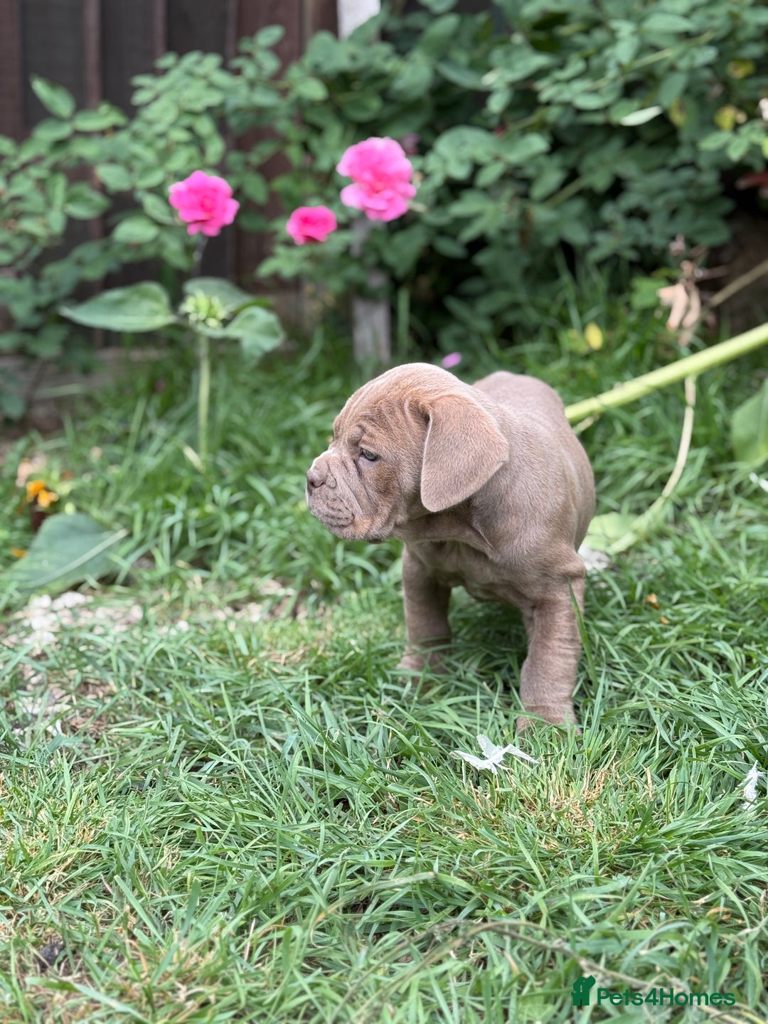 Mixed Breed dogs for sale: Beautiful lilac cane Corso x bulldog pups  - Image 34