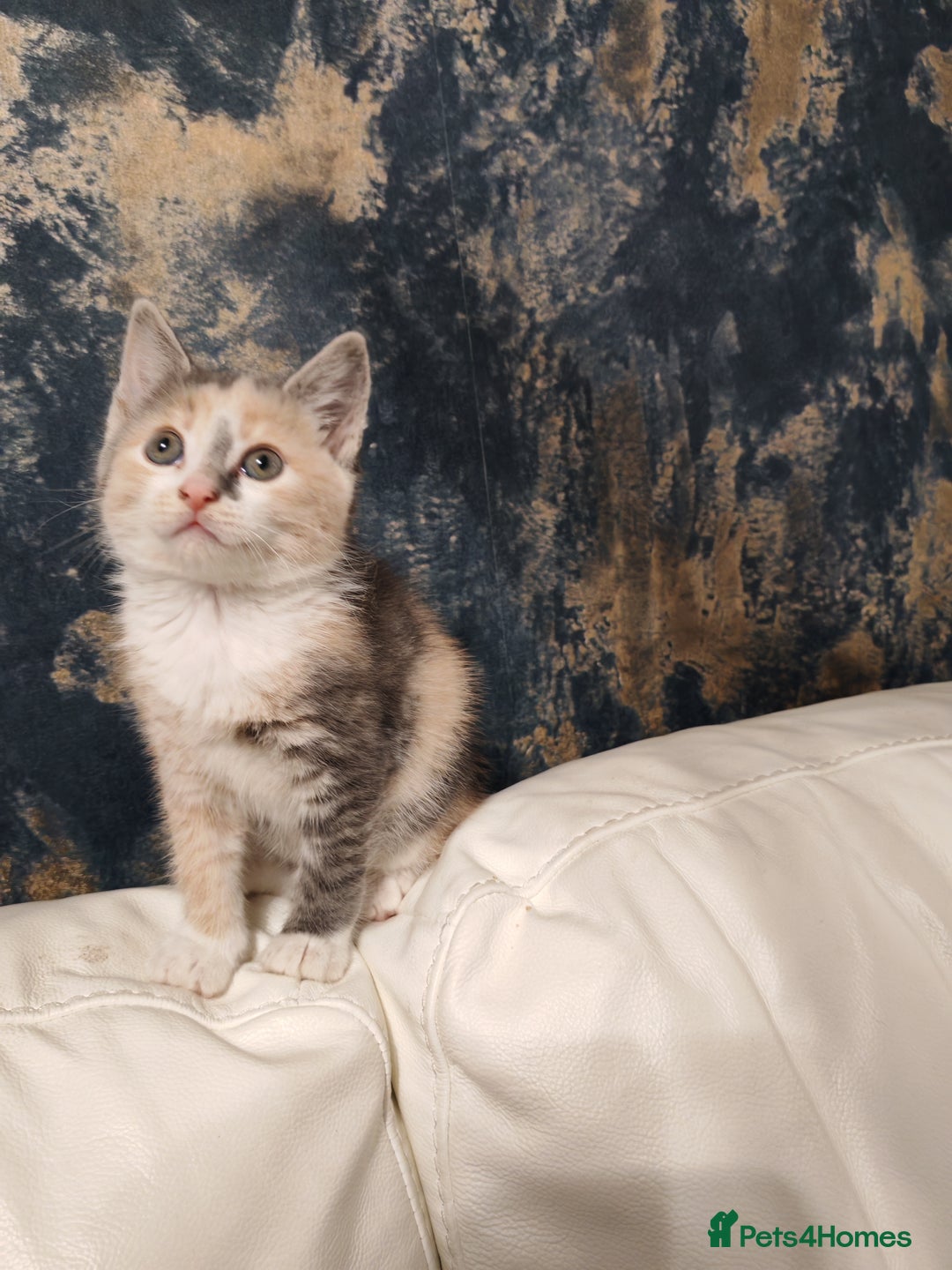 Mixed Breed cats for sale: Kittens for sale - Advert 9