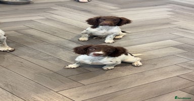 English Springer Spaniel dogs - Advert 11