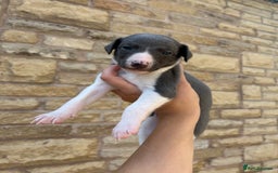 Whippet dogs for sale: WHIPPET PUPS READY TO LEAVE Aug 6th  - Image 7