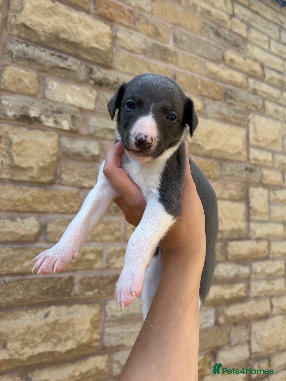 Whippet dogs for sale: WHIPPET PUPS READY TO LEAVE Aug 6th  - Image 7