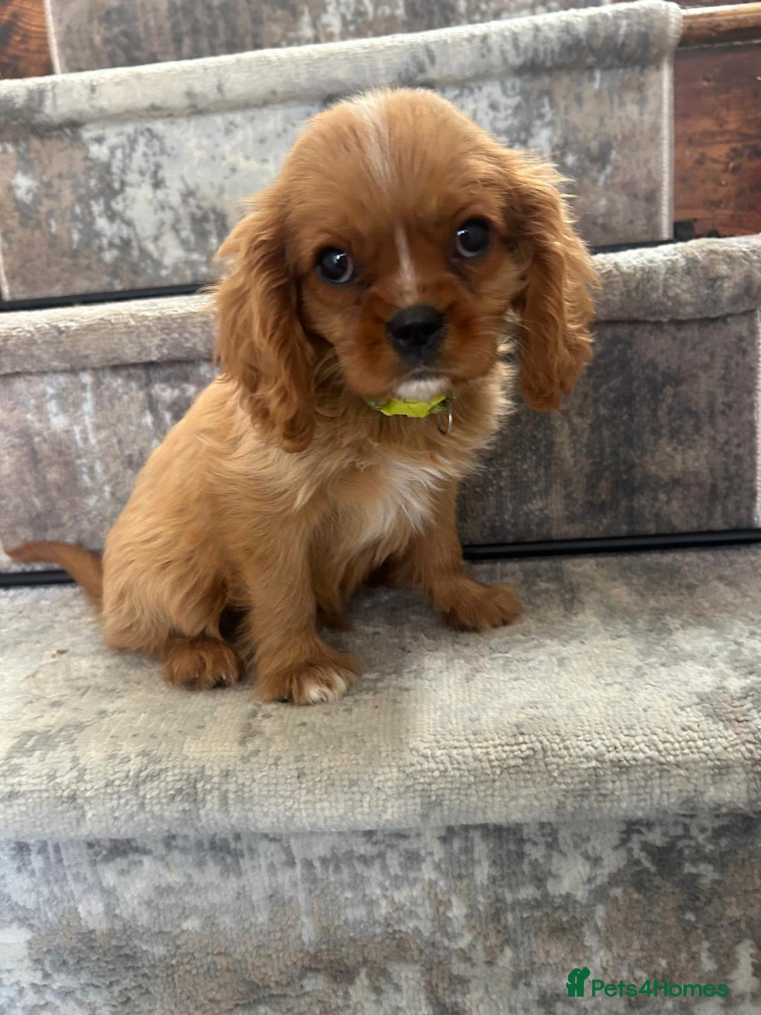 Cavalier King Charles Spaniel dogs for sale: KC King Charles Cavaliers.❤️Heart & Health Tested. - Image 13