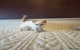 British Shorthair cats for sale: BSH GCCF cream colourpoint male  - Image 7