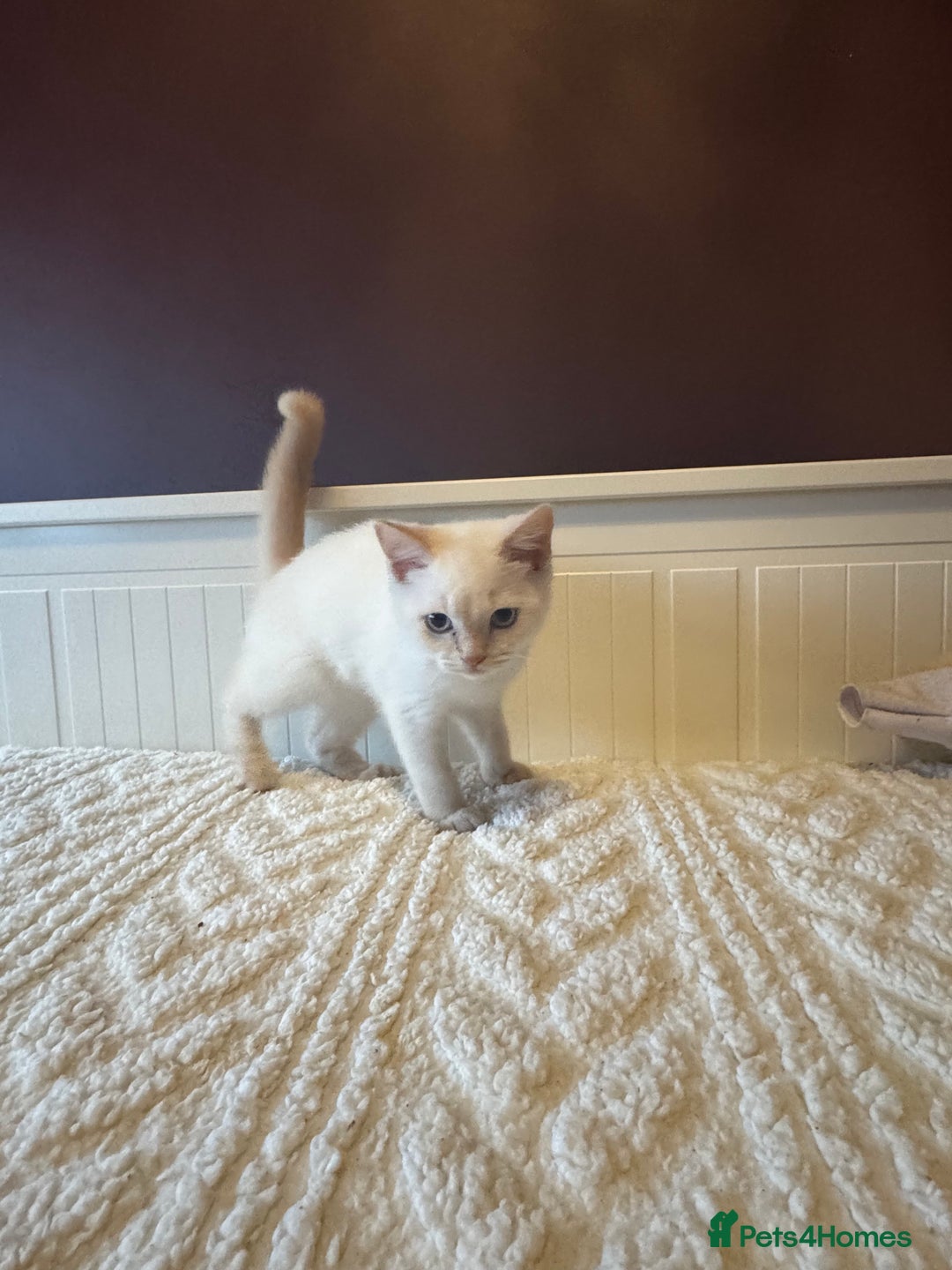British Shorthair cats for sale: BSH GCCF cream colourpoint male  - Image 7