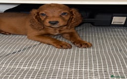 Cockapoo dogs for sale: 5 Adorable Fox Red & Apricot Cockapoo Puppies - Image 22