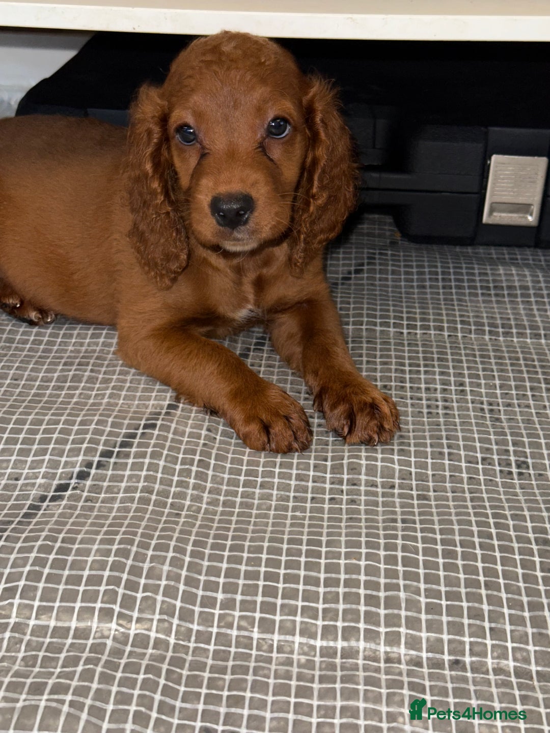 Cockapoo dogs for sale: 5 Adorable Fox Red & Apricot Cockapoo Puppies - Image 22