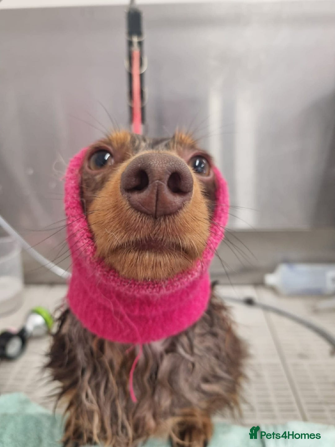 Miniature Dachshund dogs for sale: Female chocolate silver dapple long haired  - Advert 2