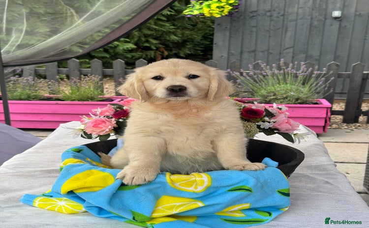 Golden Retriever dogs - Advert 3