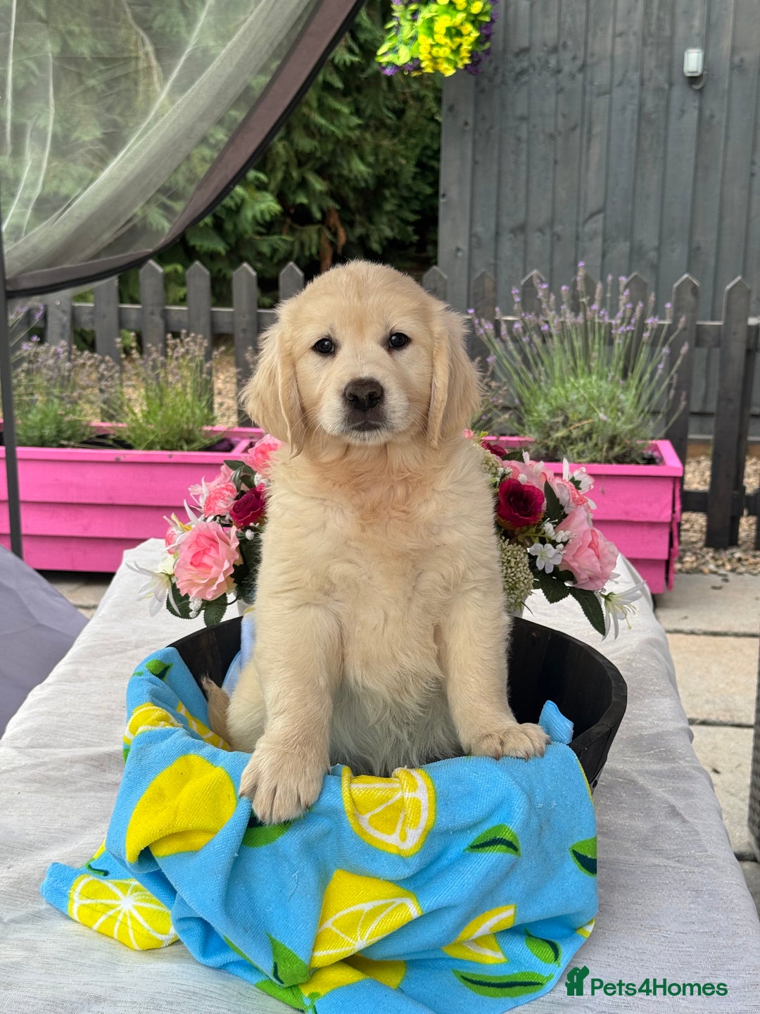 Golden Retriever dogs for sale: 3 left gorgeous kc reg golden retriever puppies  - Image 1