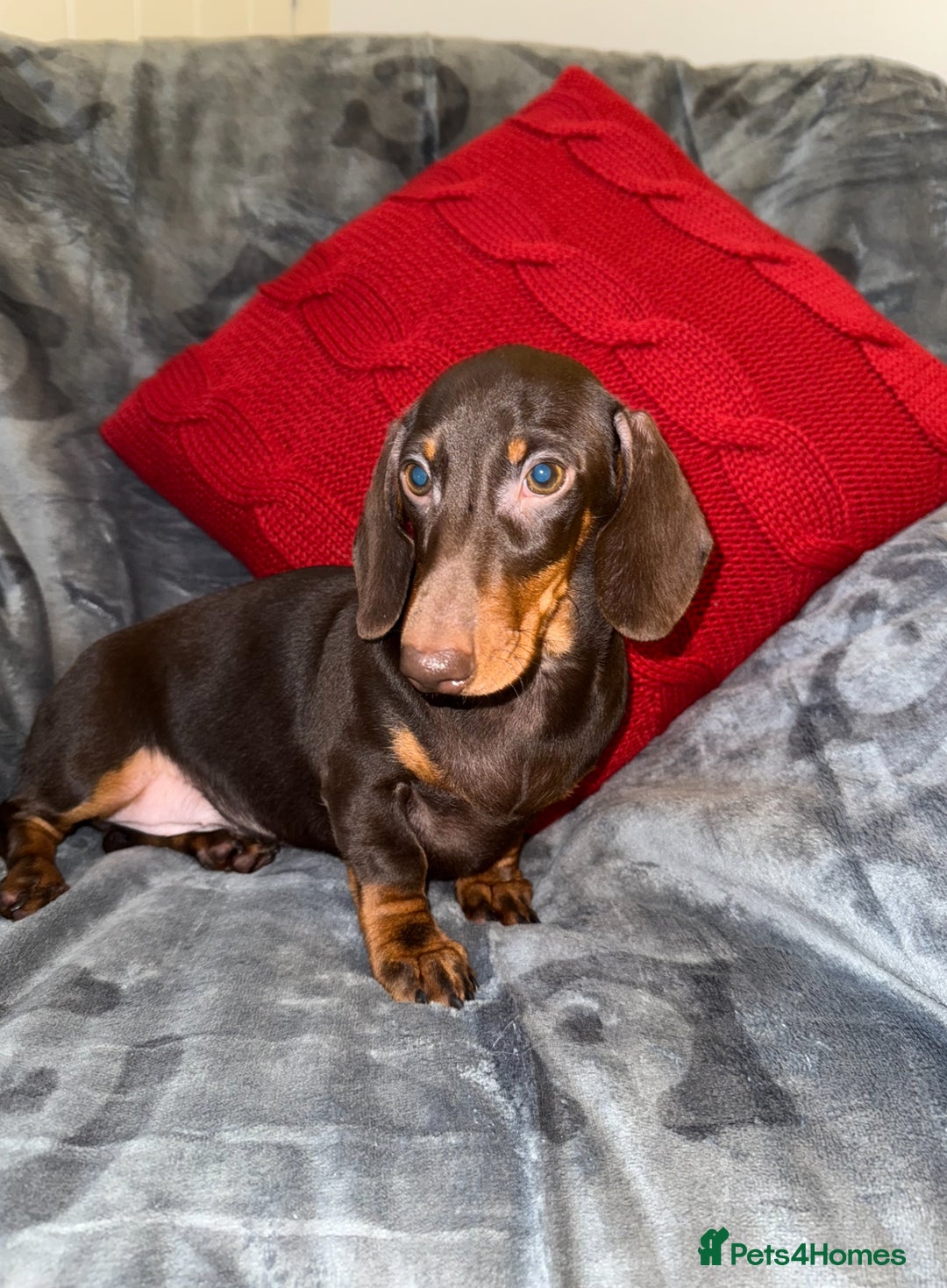 Miniature Dachshund dogs for sale: 🩷💙Stunning KC Mini Dachshund Puppies💙 - Advert 1