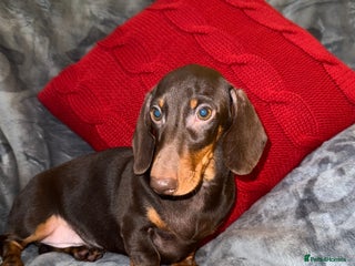 Miniature Dachshund dogs 🩷💙Stunning KC Mini Dachshund Puppies💙 - Advert 16