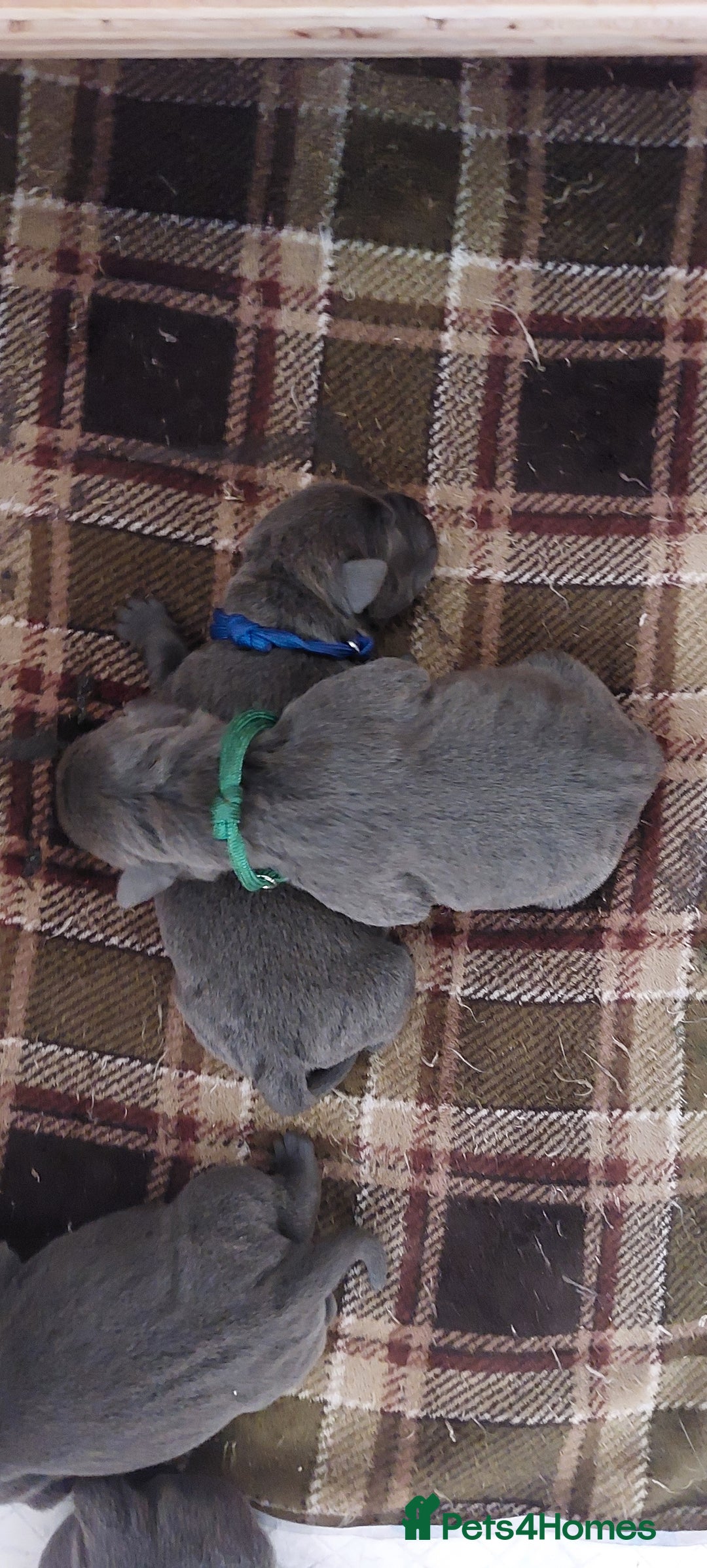 Staffordshire Bull Terrier dogs for sale: 💙KC Staffordshire Bull Terrier puppies 💙 - Image 7