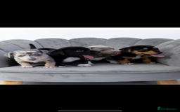 Jack Russell dogs for stud: Silver Merle carrying Blue and Chocolate in Bradford - Image 12