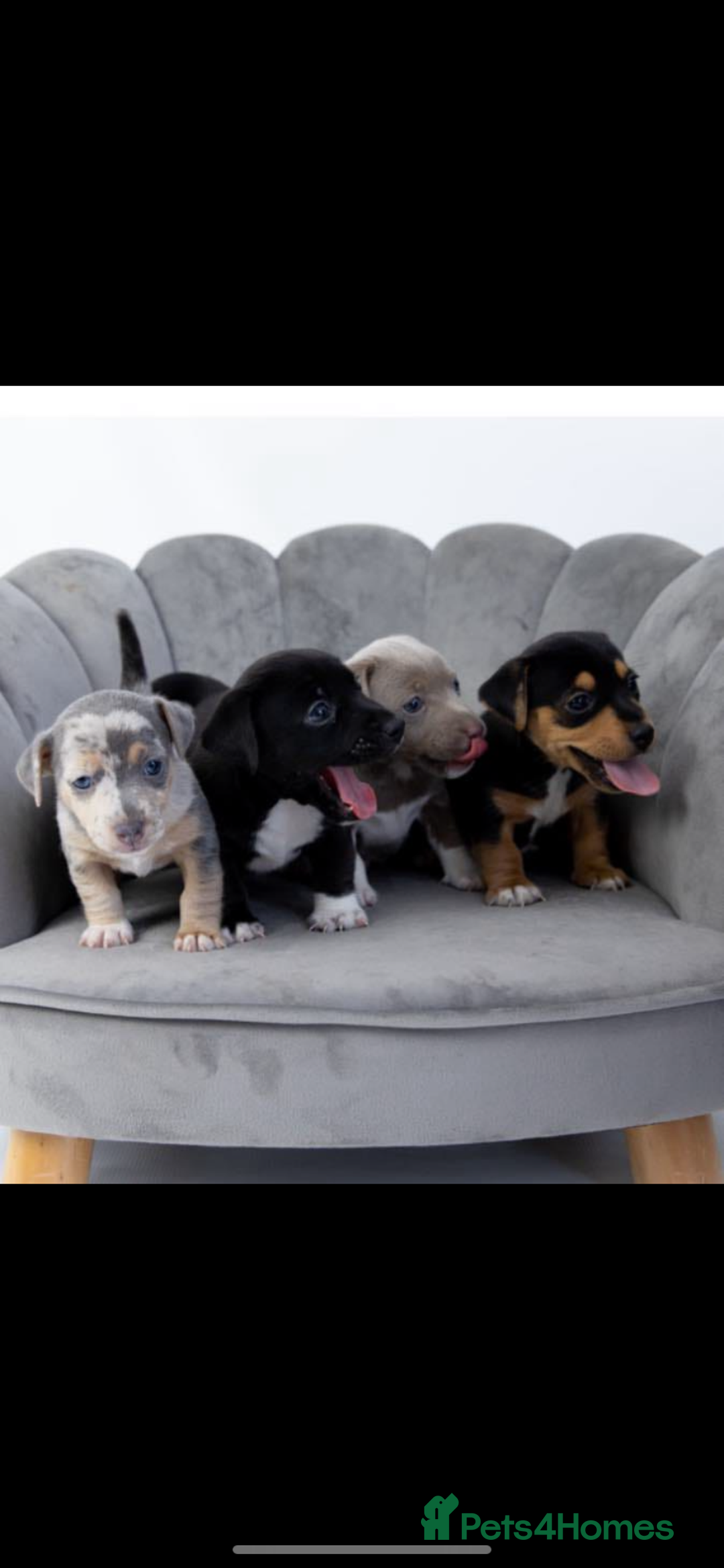 Jack Russell dogs for stud: Silver Merle carrying Blue and Chocolate in Bradford - Image 12