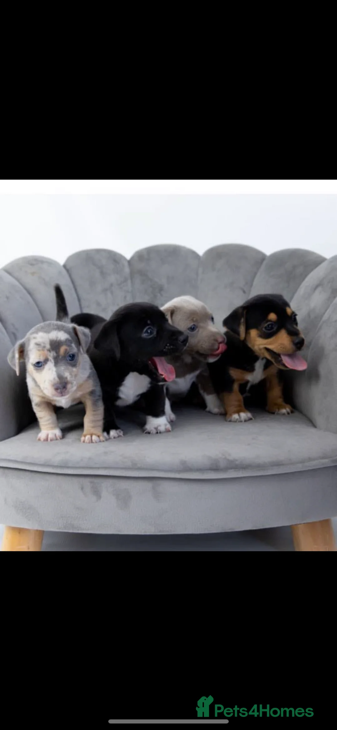 Jack Russell dogs for stud: Silver Merle carrying Blue and Chocolate in Bradford - Advert 12