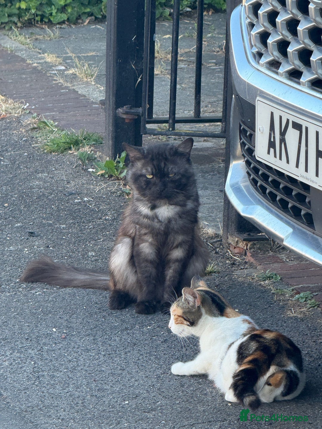 Mixed Breed cats for sale: Simba & Clarkson - MUST GO TOGETHER - Image 5
