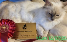 Ragdoll cats for sale: GCCF Registered Pedigree Lilac Point Ragdolls in Dundee - Image 6