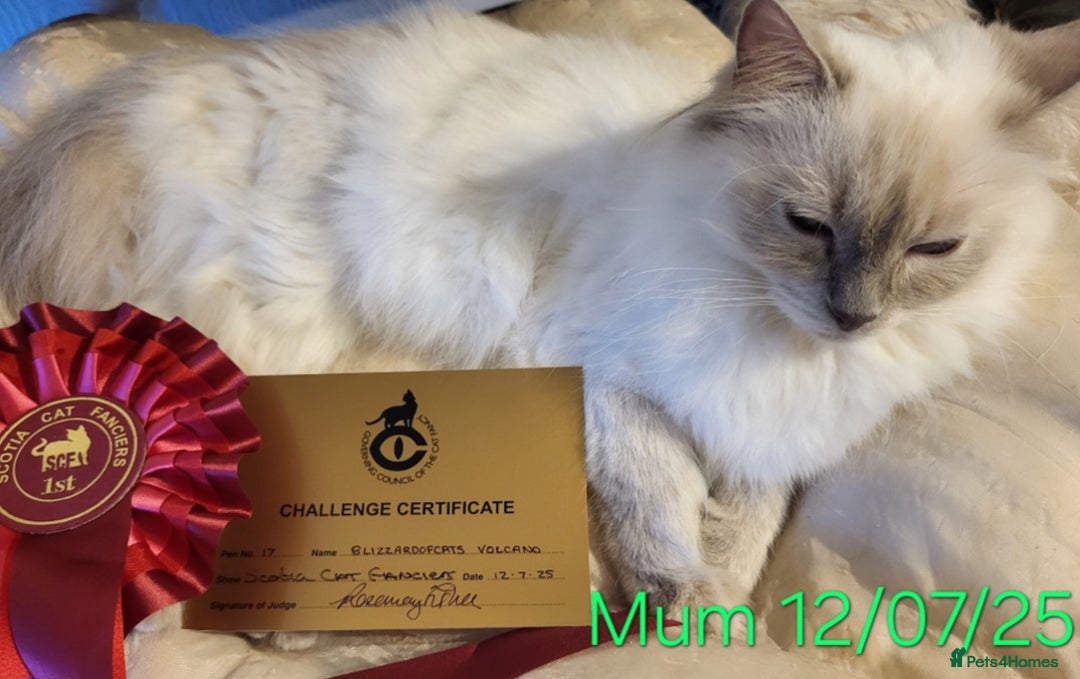 Ragdoll cats for sale: GCCF Registered Pedigree Lilac Point Ragdolls in Dundee - Image 6