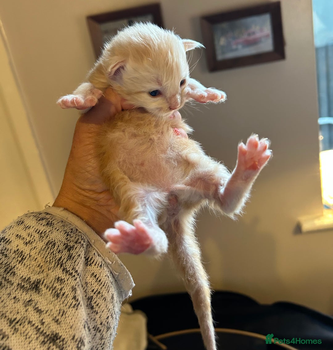 Maine Coon cats for sale: Stunning XL Pure bred Main Coon kittens for sale  - Image 16
