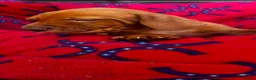 Hungarian Vizsla dogs for sale: Outstanding Kc registered Hungarian vizsla - Advert 29