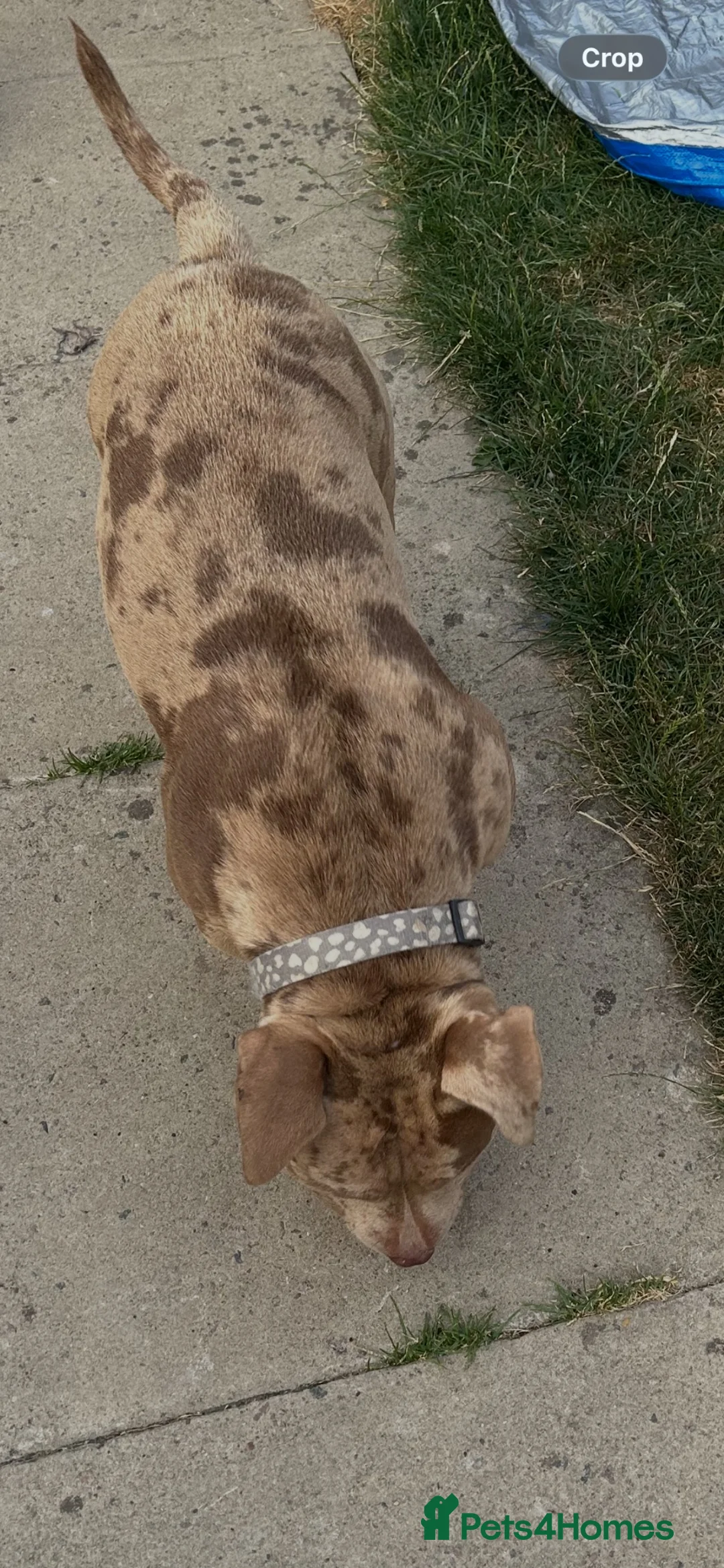 American Bully dogs for sale: American pocket bully  - Advert 3