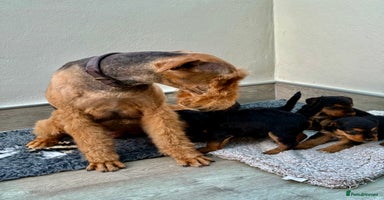 Airedale Terrier dogs Airedale puppies  - Advert 3