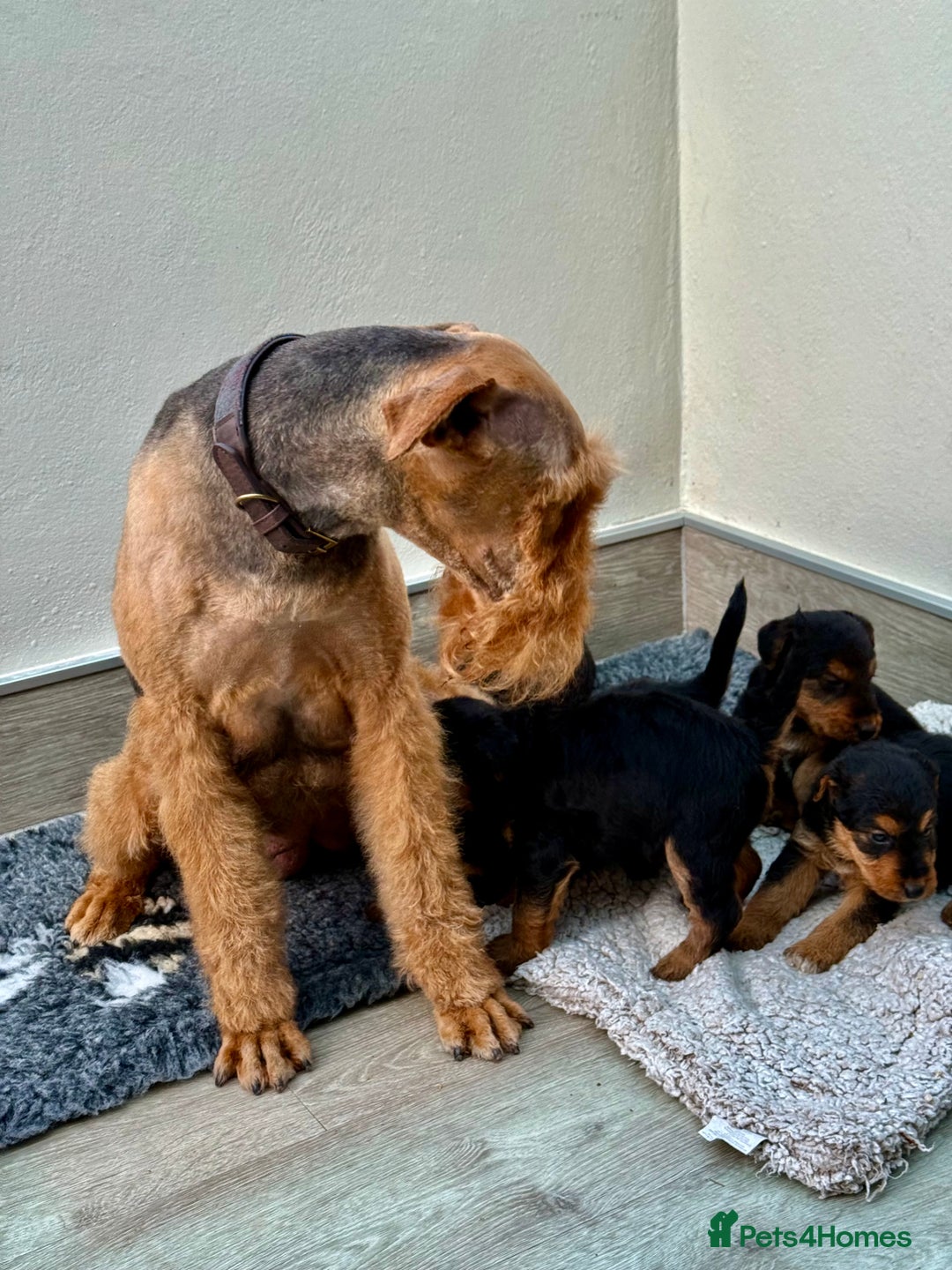 Mixed Breed dogs for sale: Airedale puppies  - Advert 3