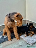 Mixed Breed dogs Airedale puppies - Advert 6