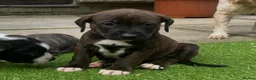 Mixed Breed dogs for sale: Blue American staffies - Advert 5
