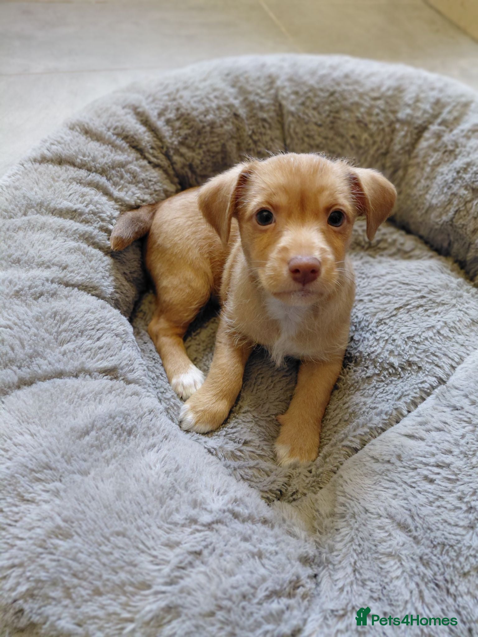 Jack Russell dogs Jack Russell Puppies  - Advert 2