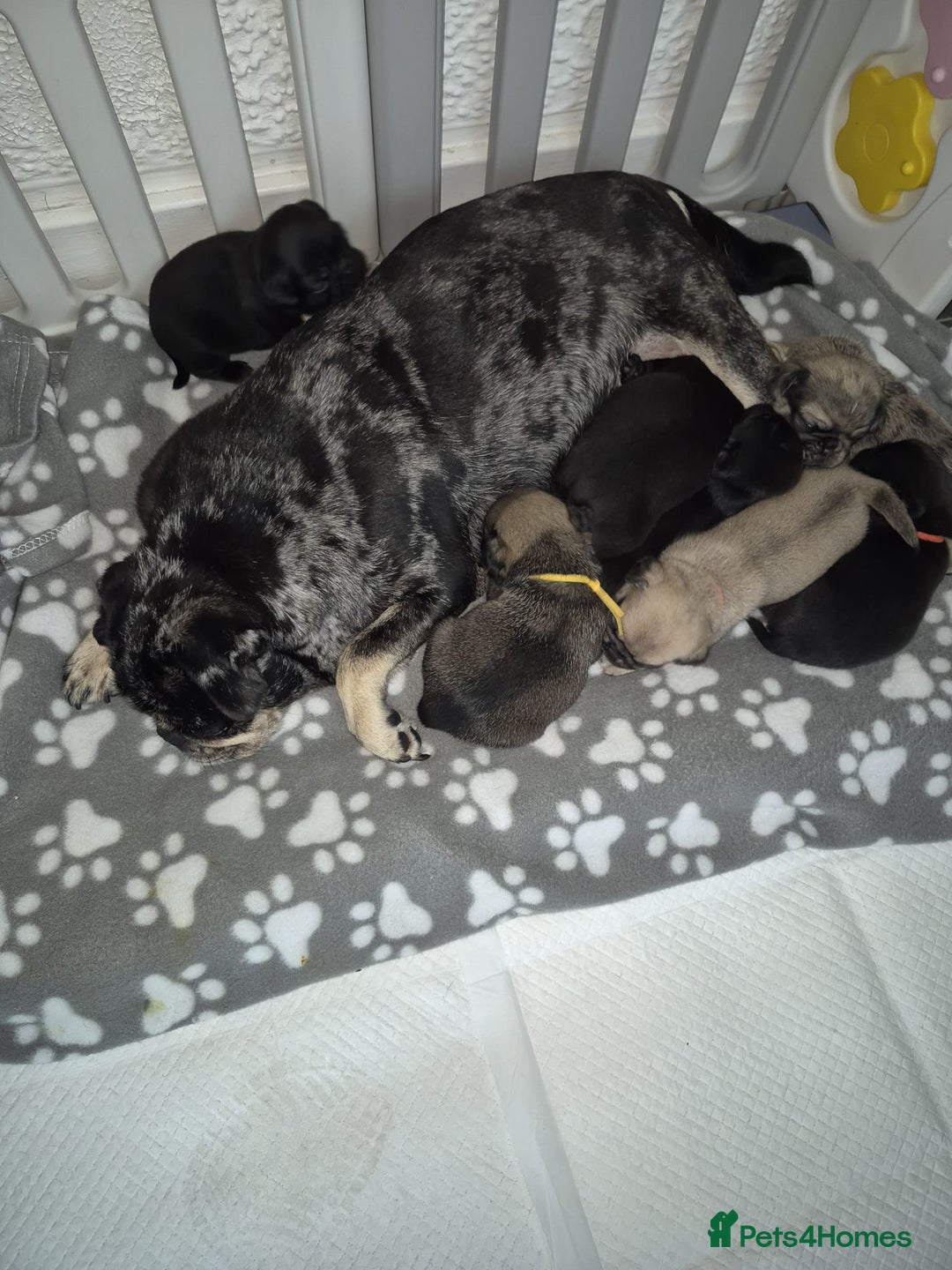 Pug dogs for sale: Pug puppies 🐶  - Image 29