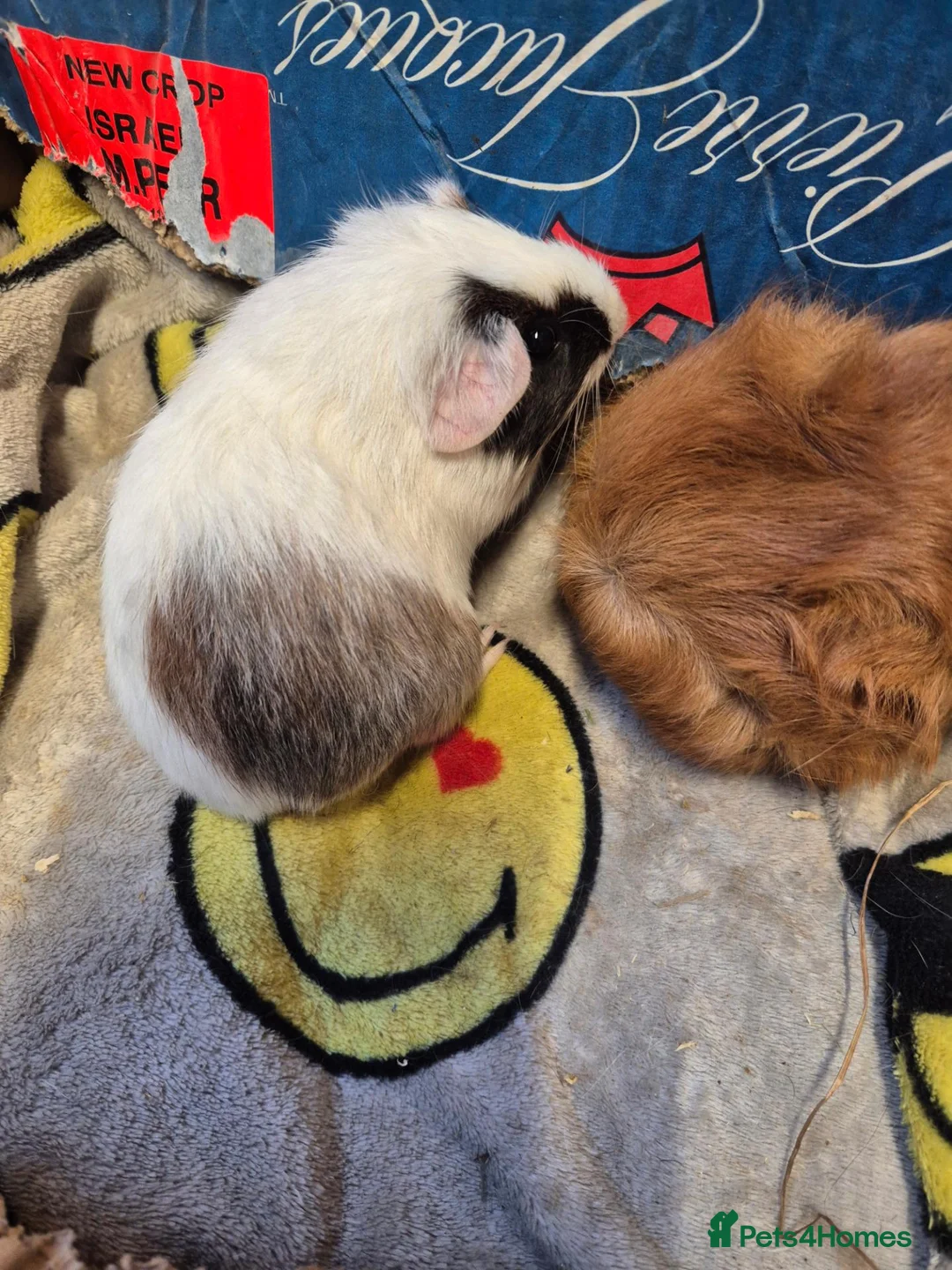 Guinea Pig rodents for sale: Pair of Baby Male Guinea Pigs For Sale  - Advert 2