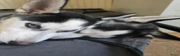 Siberian Husky dogs for sale: Two husky puppies for sale - Advert 7
