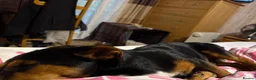 Jackshund dogs for sale: Jackshund for sale in Beckenham - Advert 6