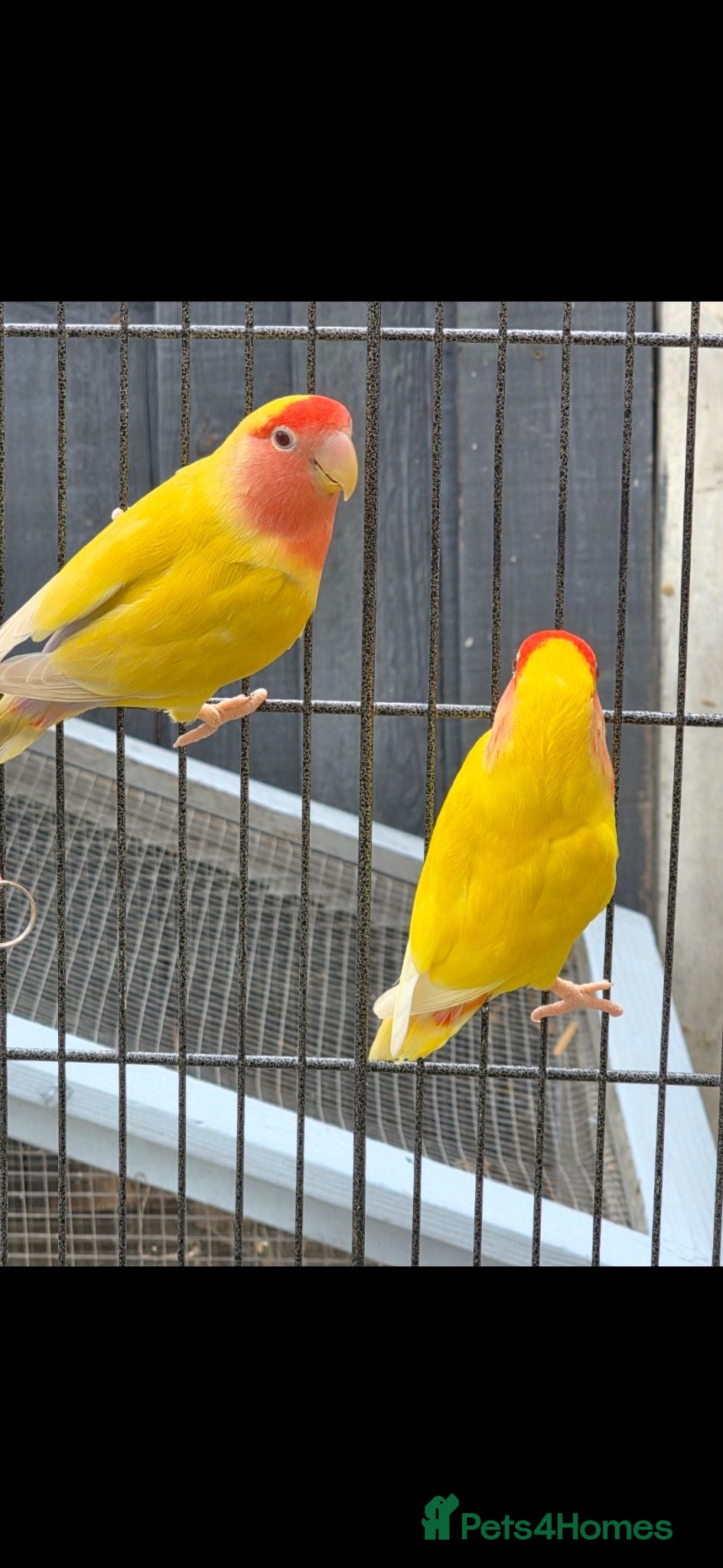 Lovebirds birds Lutino Lovebirds (Pair) with Cage Included - Advert 10