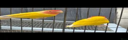 Lovebirds birds for sale: Lutino Lovebirds (Pair) with Cage Included - Advert 1