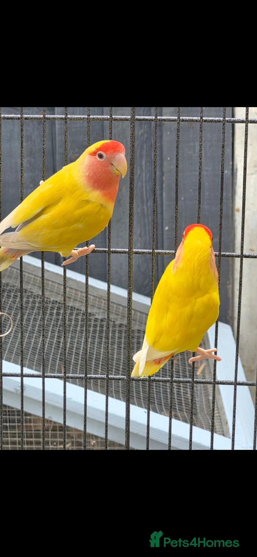 Lovebirds birds for sale: Lutino Lovebirds (Pair) with Cage Included - Advert 1
