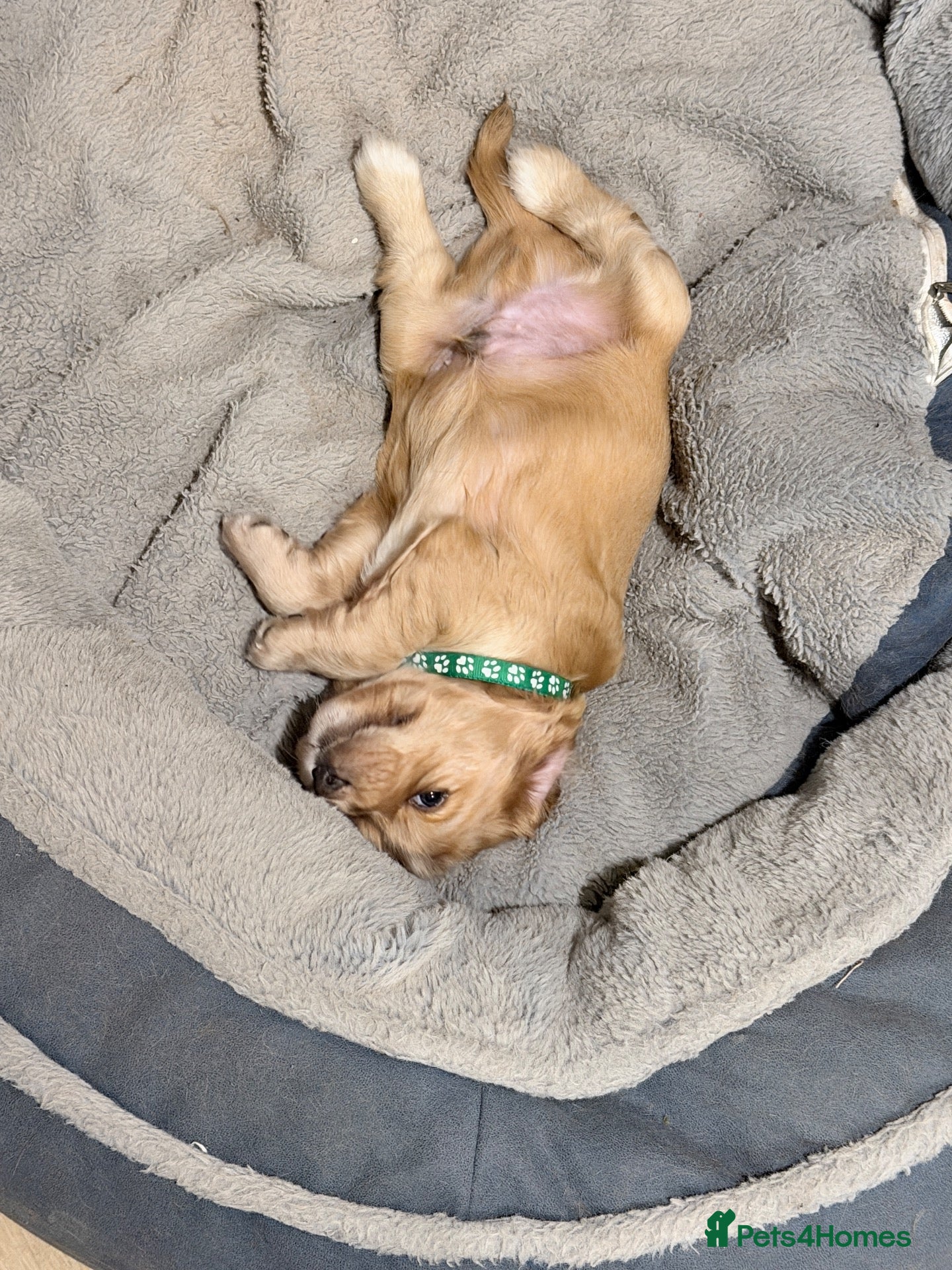 Cocker Spaniel dogs for sale: Bella’s Cocker Spaniel Puppies – 4 Boys, 1 Girl - Advert 6