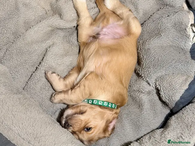 Cocker Spaniel dogs for sale: Bella’s Cocker Spaniel Puppies – 4 Boys, 1 Girl - Advert 6