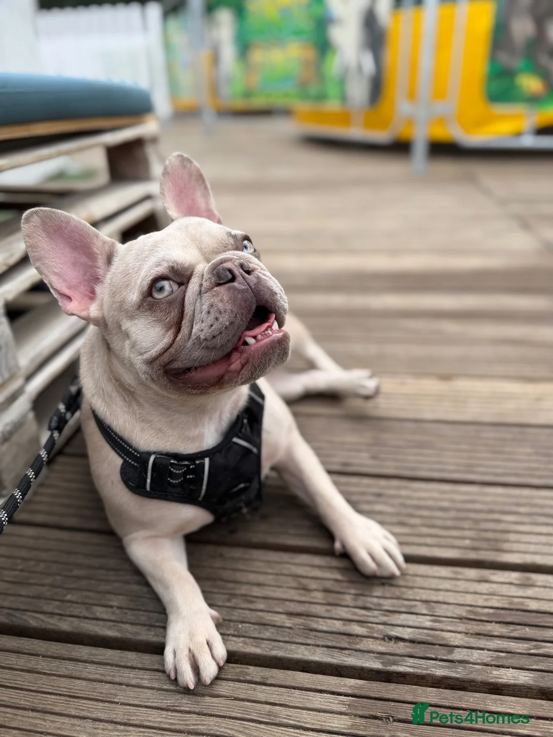 French Bulldog dogs for sale: Beautiful French Bulldog, please read description. - Advert 2