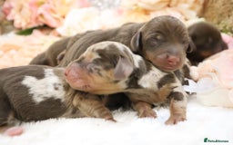 Miniature Dachshund dogs for sale: KC Miniature Dachshund Puppies - Image 5
