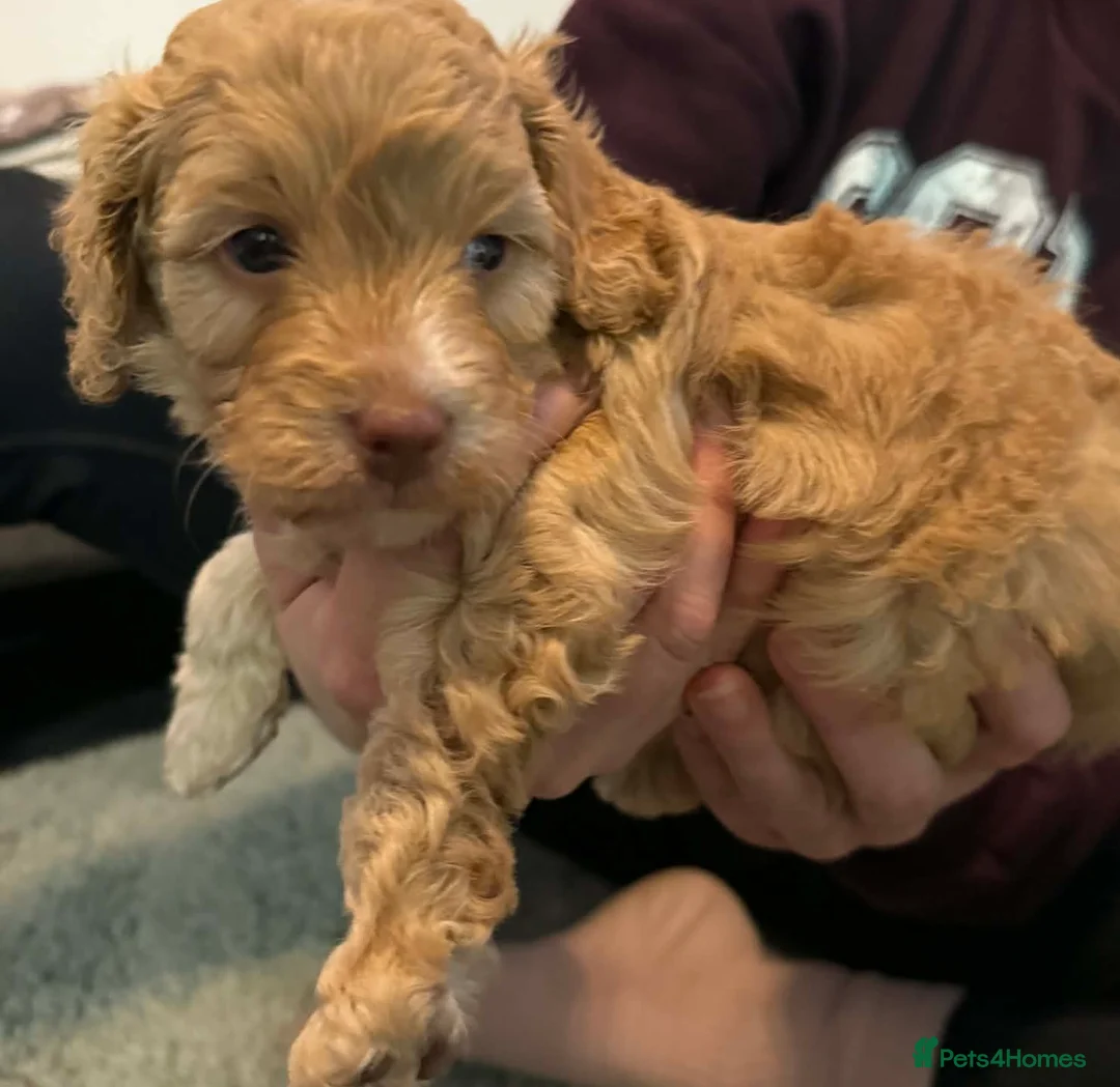 Cavapoo dogs for sale: 1 BOY AVAILABLE! READY TO LEAVE IN 2 WEEKS - Advert 17