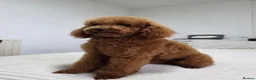 Toy Poodle dogs for sale: Toy Poodle  - Advert 22