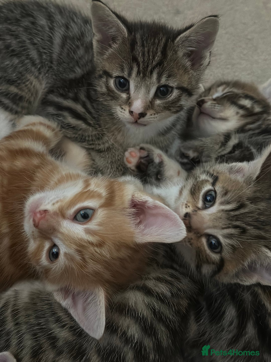 Mixed Breed cats for sale: Beautiful kittens - Image 2