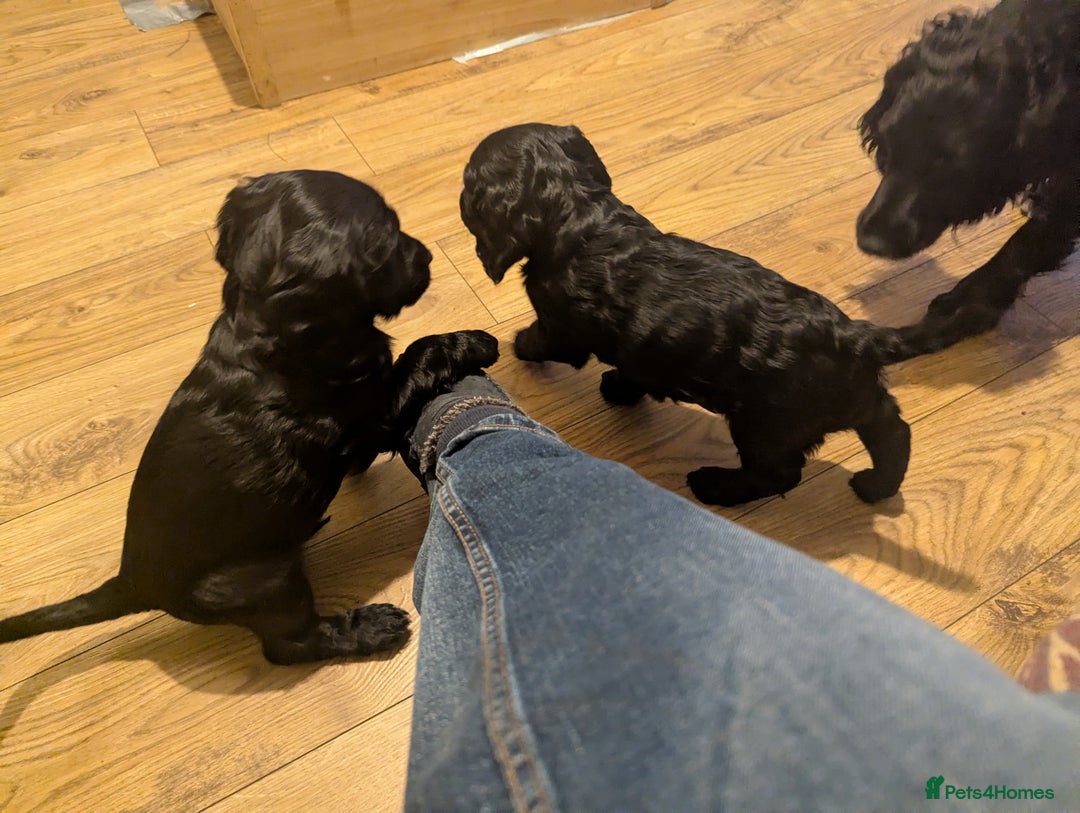 Cocker Spaniel dogs for sale: Working Cocker Spaniel puppies - Advert 16