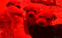 Labrador Retriever dogs for sale: Golden Labrador puppies - Advert 6